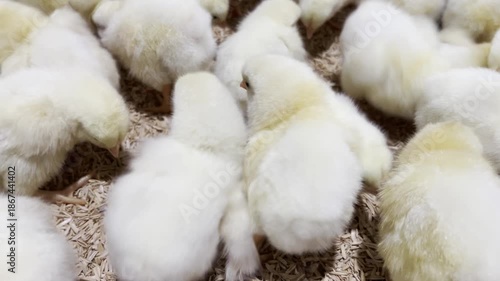 Close-up of fluffy yellow chicks in a cozy, natural environment.