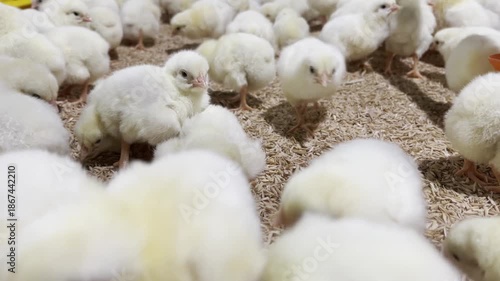 A group of fluffy chicks on wood shavings in a warm, nurturing setting.