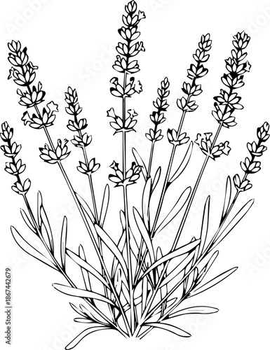 Elegant Lavender Sprigs Botanical Illustration for Natural Beauty Designs & Aromatherapy Product Labels, originally vector graphics for easy scaling