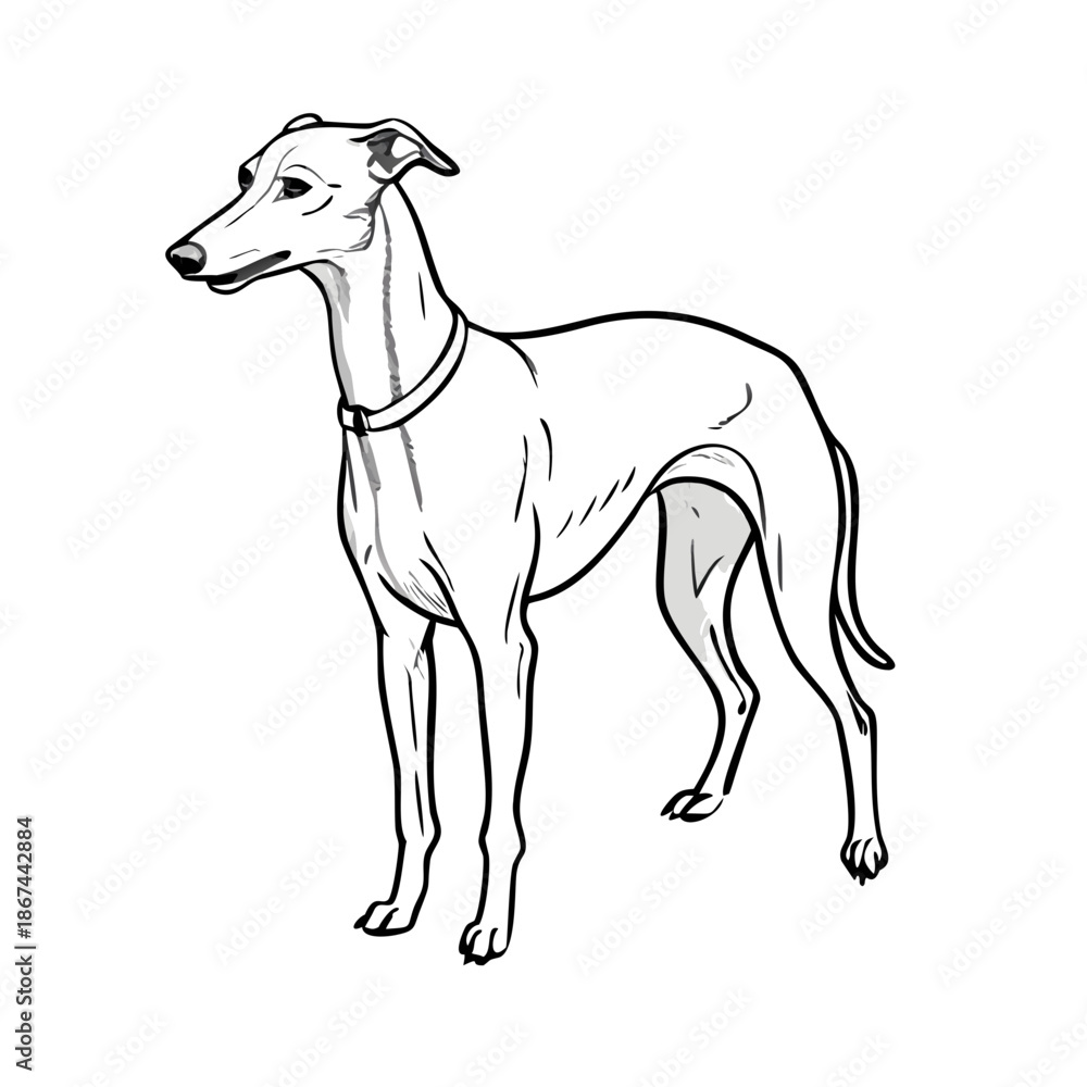 Fototapeta premium Clean whippet sketch, presented in profile with graceful, elegant pose. Highly detailed engraving drawing style highlights sleek lines and athletic form, perfect for any animal illustration.