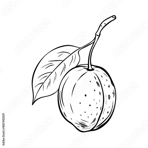 Highly detailed plum fruit sketch, hand drawn botanical art. Plum fruit sketch shows organic plum with leaf, stem, precise lines and texture. Plum fruit sketch ideal for vintage packaging.