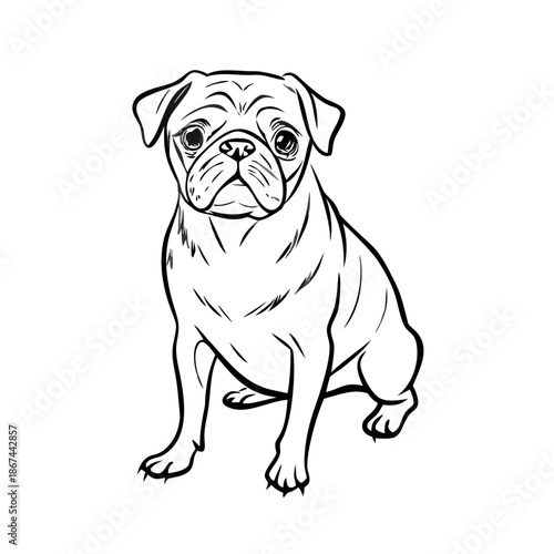 Highly detailed pug dog sketch, an accurate hand drawn illustration of a sitting canine. This faithful pug dog sketch captures breed specific features for pet related designs.