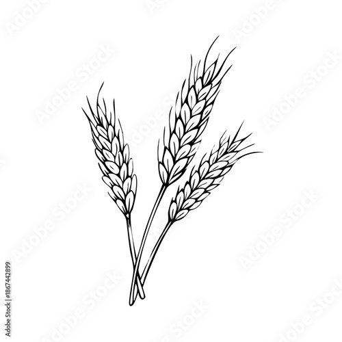 Detailed wheat ears sketch shows three ripe grain stalks. Hand drawn wheat ears illustration provides natural farming elements with texture.