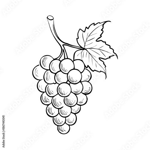 Hand drawn grape cluster sketch, vintage style engraving illustration. Detailed grape cluster sketch features ripe fruit berries, single leaf.
