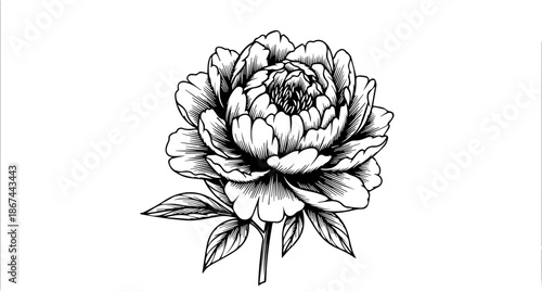 Elegant monochrome peony bloom, a timeless botanical illustration for sophisticated designs, adding classic beauty and charm to any project with its delicate petals