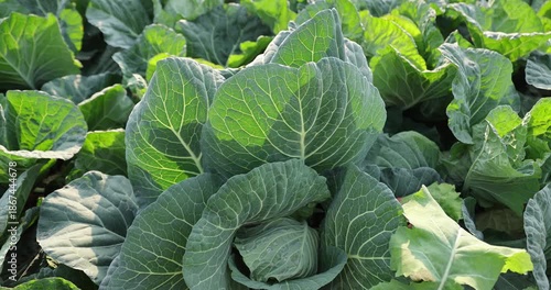 Green cabbages in growth at vegetable garden
