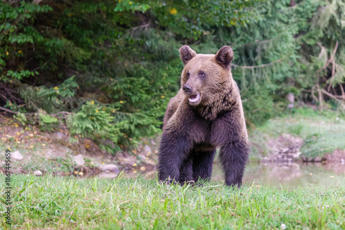 Braunbär an einem kleinen Teich in Rumänien