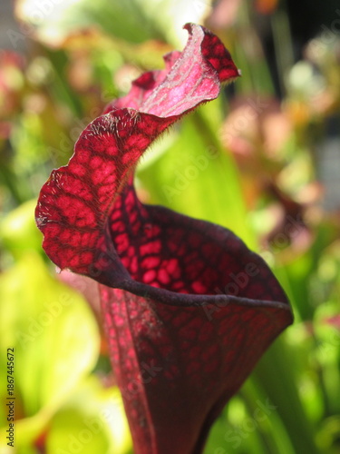 Zbliżenie na kaptury rośliny z gatunku sarracenia