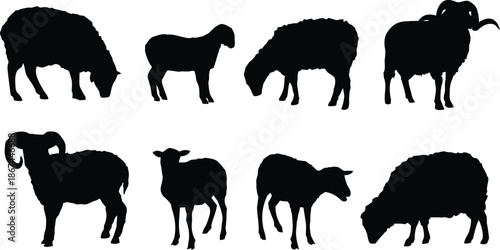 sheep, silhouette, vector, illustration, animal, livestock, farm, agriculture, rural, nature, wool, mammal, lamb, ewe, ram, horn, breed, standing, walking, eating, grazing, herd, farming, husbandry, f