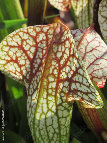 Zbliżenie na kaptury rośliny z gatunku sarracenia