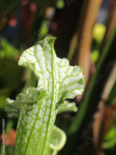 Zbliżenie na kaptury rośliny z gatunku sarracenia
