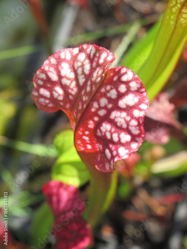 Zbliżenie na kaptury rośliny z gatunku sarracenia