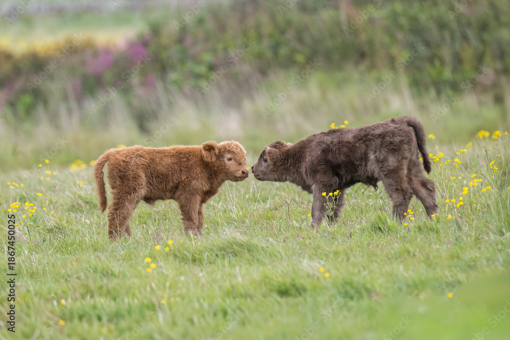 Fototapeta premium Highland calves in a field, close up