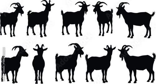 Silhouette of goats standing and posing, domestic farm animals, isolated on white background, vector illustration, perfect for agricultural designs