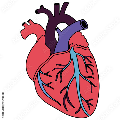 a simplified anatomical illustration of the human heart, showing key structures such as the left and right atria, ventricles, aorta, pulmonary artery, and coronary vessels. Red and blue colors disting