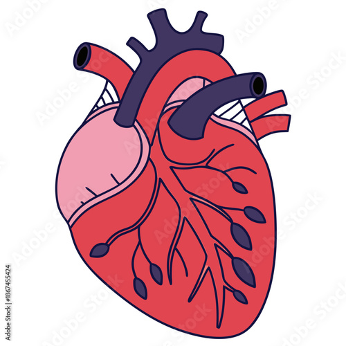 Stylized human heart anatomy illustration. Vector cartoon organ with arteries and veins isolated on white background.