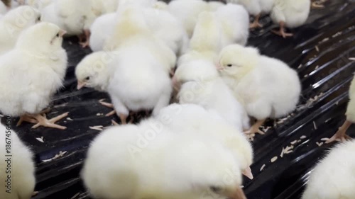 Fluffy chicks nestled on a black surface in a farm setting.