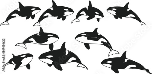 Orca, killer, whale, silhouette, swimming, marine, ocean, black, white, fish, fins, nature, sea, animal, underwater, vector, graphic, design, wild, motion, aquatic, illustration