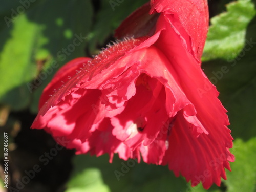 Zbliżenie na kwiat begonii