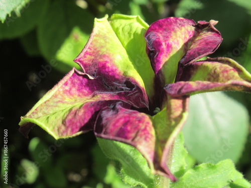 Zbliżenie na kwiat surfinii