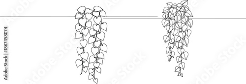 Elegant botanical illustration of cascading ivy vines in a linear design with delicate leaf details