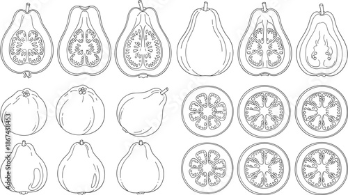 Guava fruit line art collection featuring whole and sliced tropical guava, botanical vector set, healthy food, cad drawing flat vector illustration.