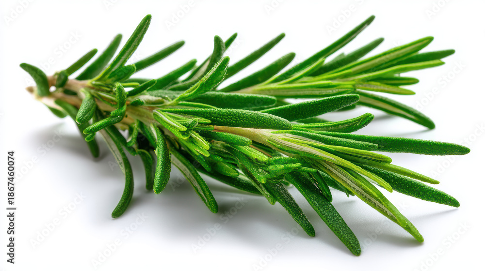 Fototapeta premium fresh rosemary sprig on white for culinary use