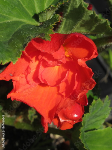 Zbliżenie na kwiat begonii