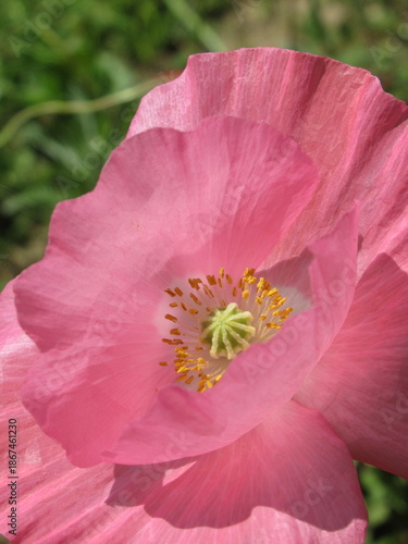 Zbliżenie na kwiat dzikiego maku