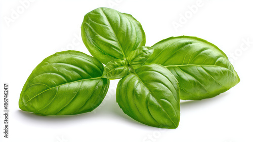 fresh basil leaves on white background for pesto preparation