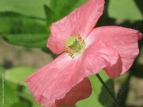 Zbliżenie na kwiat dzikiego maku