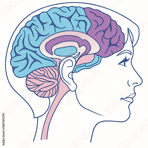 human head with brain