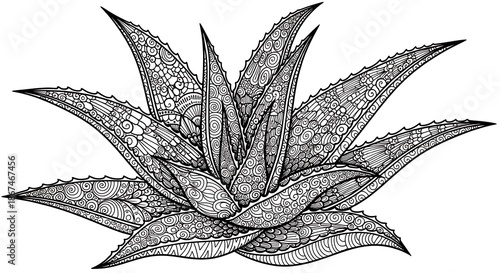 Aloe vera line art.