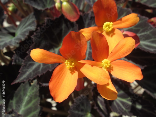 Zbliżenie na kwiat begonii