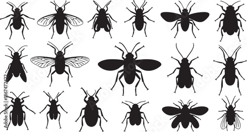 Black and white insect silhouettes with transparent wings and various body shapes bug outlines