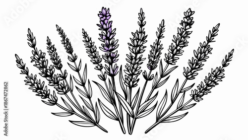 Very beautiful black and white line drawing of lavender sprigs, featuring clean outlines and minimal botanical detail, perfect for elegant designs, coloring pages, or timeless floral illustrations.