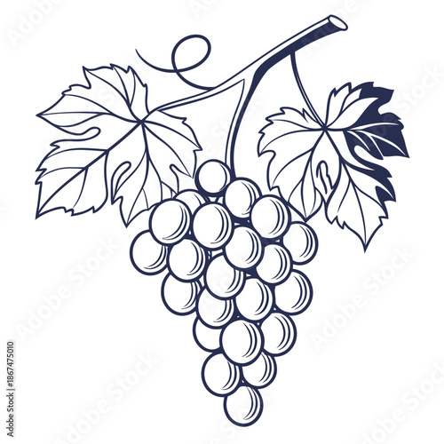 Fresh Grapes Fruit Bunch Vector Graphic