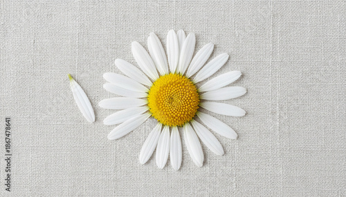 Closeup of daisy flower petals arranged for he loves me he loves me not love game on neutral fabric background, flat lay for valentines day