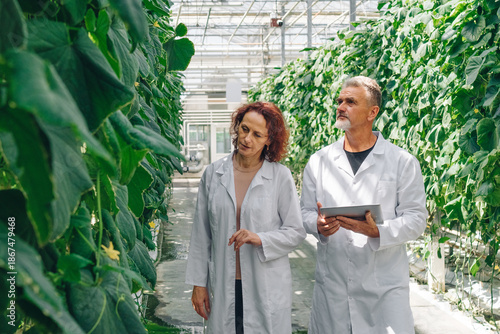 Greenhouse specialists walk between cucumber rows, inspect plant growth. Modern agricultural work. Visual analysis and discussion reflect farming practice focused on crop quality and productivity.