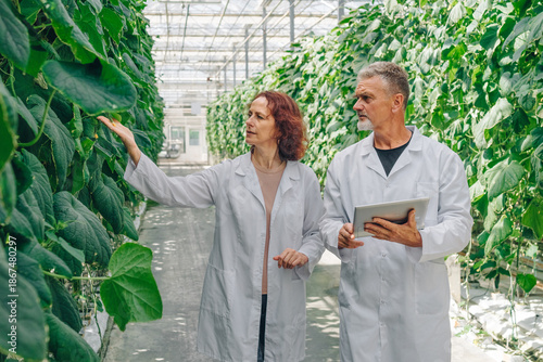 Biologists inspect rows of cucumbers in greenhouse. Bioengineer touches ripe cucumbers on branch. Growing organic vegetables in greenhouse. Agricultural scientists analyze and observe plant growth.
