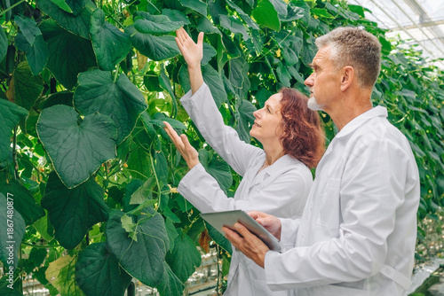 Researchers examine plant leaves inside greenhouse during dna study. Field work combines observation measurement documentation for genetic analysis. 