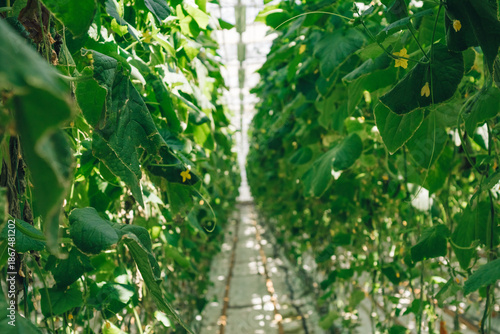 Greenhouse rows show cucumber plants growing along vertical supports during modern farming process. Organized cultivation demonstrates agricultural practice focused on vegetable production efficiency.
