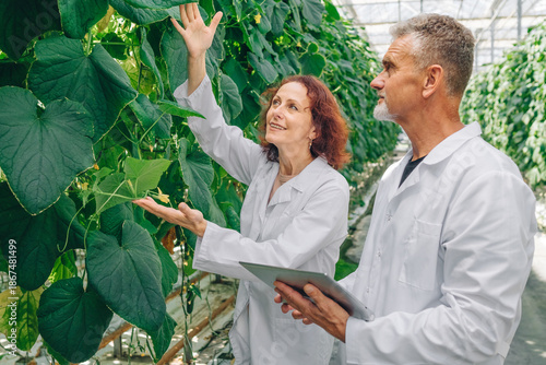 Biology researchers study plant leaves inside greenhouse during scientific work. Observation measurement discussion support biological research process inside modern agricultural laboratory.