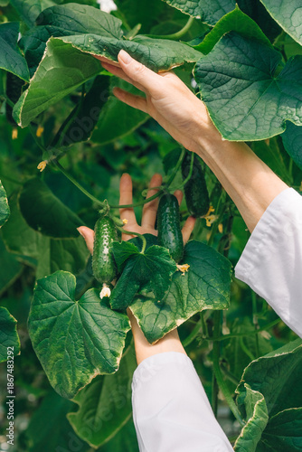 Hands of biologist touches ripe cucumber hanging on branch before harvesting. Green cucumber foliage. Growing organic produce and vegetables in greenhouse. Concept of plant care and balanced nutrition