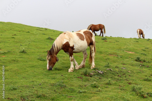 Brown and white horses with long hair in the mountains along the Camino de Santiago Route Napoléon, in July 2024.
