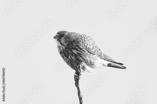 Silver Bird