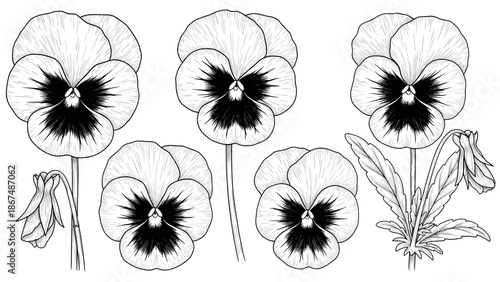 Detailed black and white line drawing of elegant pansy flowers perfect for botanical themed designs, nature inspired prints, spring season projects, and decorative garden motifs.