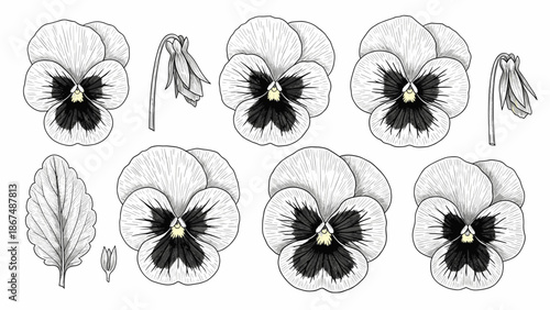 Detailed botanical black and white pansy flower collection showcasing various stages of growth suitable for garden enthusiast guides, springtime visual projects, or elegant decorative