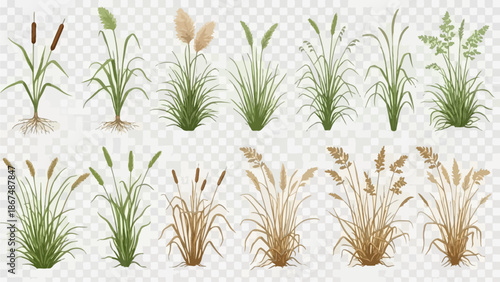 Collection of various aquatic plants and grasses illustrated in different stages of growth and color