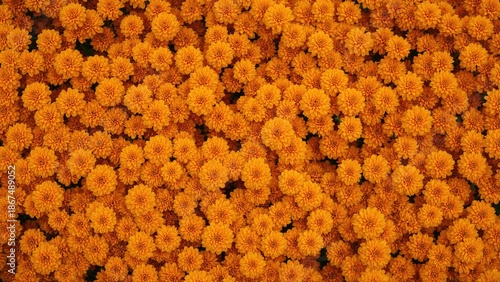 Clusters of orange marigolds creating a vibrant floral pattern. Nature, flowers, and garden scene. Bright and colorful flower bed.